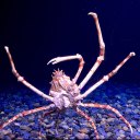 spider-crab-soldier avatar