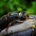 spider-farmer avatar