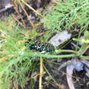 spider-gets-bewitched avatar