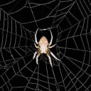 spider-haven avatar