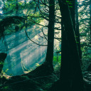 spider-monkey-3 avatar