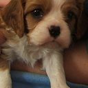 spider-on-the-wall avatar