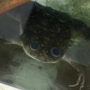 spider-on-your-soap avatar