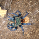 spiderfairy-blog avatar