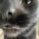 spidergeorglover avatar