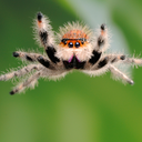 spiders-dream avatar