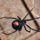 spiders-official avatar