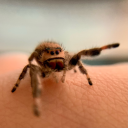 spidersbysisi avatar