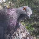 spidersflower avatar