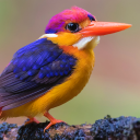 spidershrooms avatar