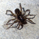 spidersideways avatar