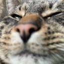 spiderweb-stims avatar