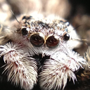 spiderzrawesome avatar