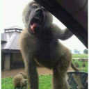 spinkledinkleroo avatar