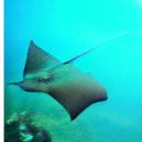 spinononononono avatar