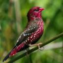 spins-of-blue-shadows avatar