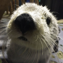 spiralboundaesthete avatar