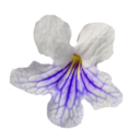 spiralfrugt avatar
