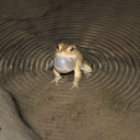 spiralingtoad24 avatar