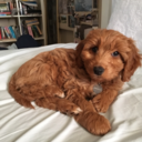 spirit-of-nostalgia avatar