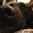 spiritofdawolves avatar