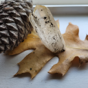 spiritofplace avatar