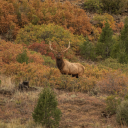 spiritofthemountainnaturephoto avatar