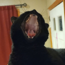 spirits-n-giggles avatar