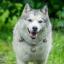 spiritual-dog-fairy avatar