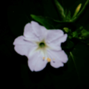 spiritual-hunter avatar