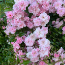 spiritualsail avatar