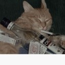 spirklover12445 avatar