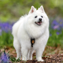 spitzonthefritz avatar