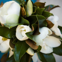 splendorinthesouth avatar