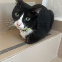 splendorous-siren avatar