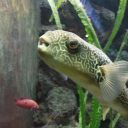 splooshedonawall avatar