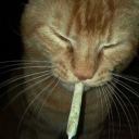 spocksblunt avatar