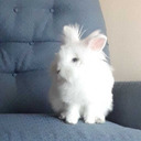 spoiled-lemonade avatar