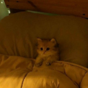 spoiledkindathing avatar