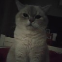 spongebobgayballs avatar