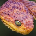 spongeyrocksrock avatar