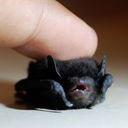 spooky-voidbat-skeleton-war avatar