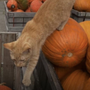 spookycattail avatar