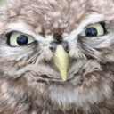 spookydragonbooty avatar