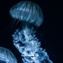spookyjellyfishperson avatar