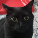 spookymeowmeow avatar