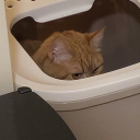 spookyoveralls avatar