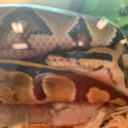 spookypoplifts-blog avatar