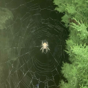 spookyspiders27 avatar