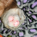 spookysreptiles avatar